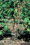 Phytophthera Root or Crown Rot
